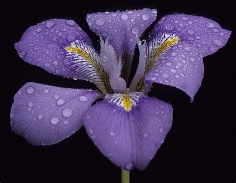 digital botanic garden iris spp iridaceae