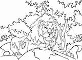Lion Tree Sitting Under Coloring Drawing Choose Board Pages Getdrawings Forest Colorluna sketch template