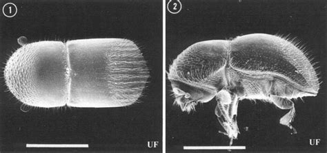 Eeny131 In288 Granulate Ambrosia Beetle Xylosandrus Crassiusculus