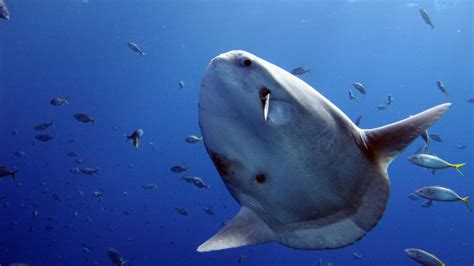 mola mola oceanuts