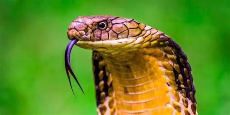 king cobra animal facts ophiophagus hannah   animals