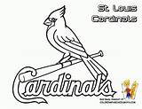 Baseball Cardinals Major Softball Yescoloring Gateway Cubs Az Neo Cardinal sketch template