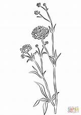 Coloring Ranunculus Buttercup Pages Flower Drawing Flowers Getdrawings Supercoloring Categories sketch template