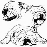 Drawing Bulldog Coloring English Bull Face Pages Bulldogs Goldendoodle Draw Drawings Easy French Cartoon Puppy Color Simple Step Puppies Getdrawings sketch template