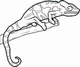 Gecko Leopard Drawing Clipartmag Coloring sketch template