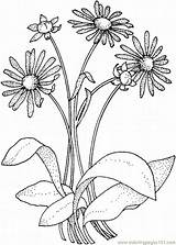 Daisy Coloring Pages Printable Flower Flowers Color Asteraceae Adult Supercoloring Natural Print Drawing Clip Kids Book Popular Super Drawings sketch template