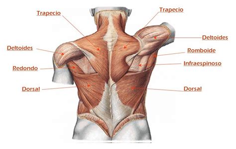 Musculos De La Espalda Anatomia Humana Musculos Cuerpo Humano