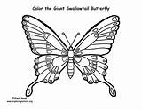 Swallowtail Designlooter Giant sketch template