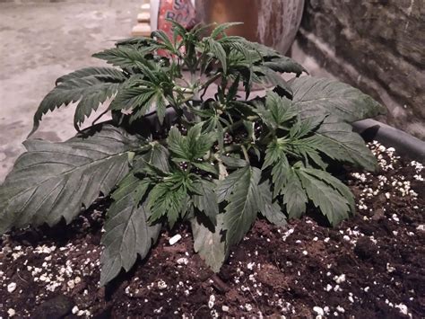 first grow mephisto mystery seed finished my lsting and started