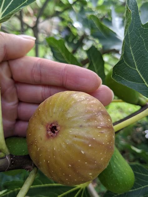 fig identified fruit trees forum  permies