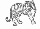 Tiger Coloring Pages Tigers Tooth Drawing Printable Outline Kids Realistic Saber Color Print Mandala Cartoon Detroit Book Animal Cute Popular sketch template