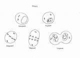 Mitosis Drawing Hours Deviantart Fill sketch template