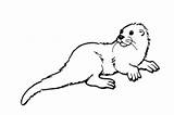 Otter Coloring Pages Simple Template Print Realistic sketch template