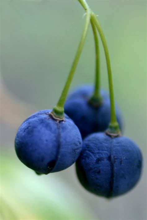 natural blue  gregory austin flickr