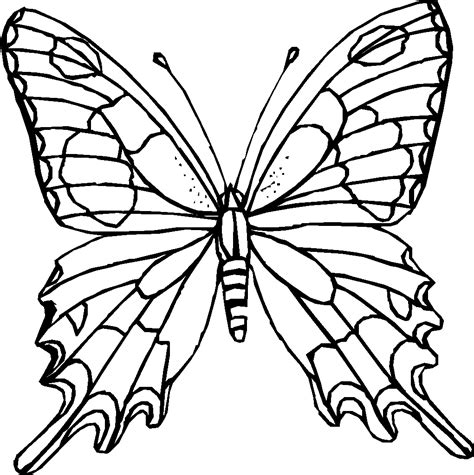 white butterfly coloring pages  print