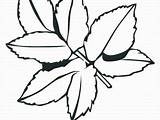 Jungle Leaf Clipartmag Drawing Leaves sketch template