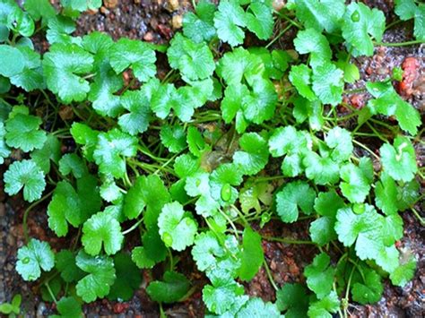 khasiat  manfaat tanaman herbal patikimsemanggi gunung