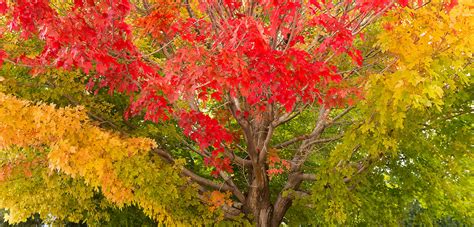 rainbow tree fall colors lewis carlyle photography