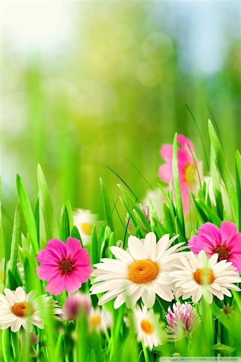 cute easter iphone wallpapers  ideas