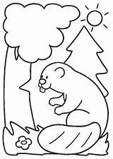 Castor Castori Imagini Dyr Castores Colorat Ausmalbilder Animali Planse Beavers Websincloud Dieren Colorare Biber Faciles 1594 Tekeningen Fargelegging Animais Fargelegge sketch template