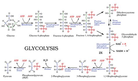 glycolysis steps diagram  enzymes involved  biology notes