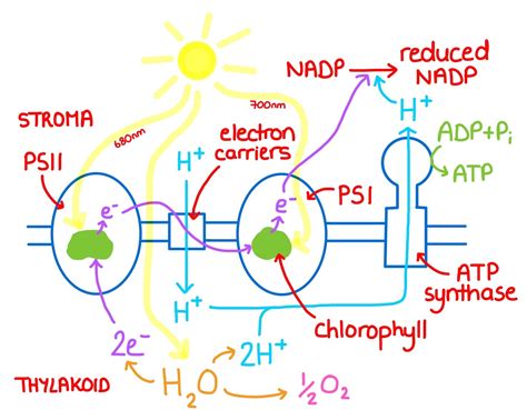light dependent reaction photosynthesis ep  zoe huggett tutorials