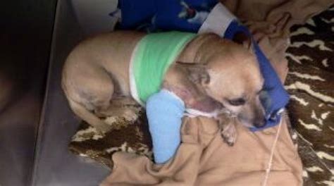 el cajon pit bull attack goes unpunished unpaid for san diego reader