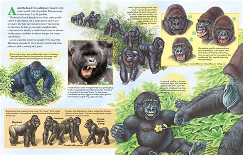 gorilla families nwf ranger rick