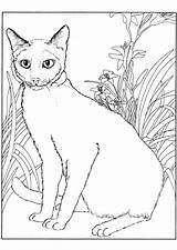 Chat Siamois Siamese Hugolescargot Kleurplaat Poesje Cats Coloriages Kleurplaten Enregistrée sketch template