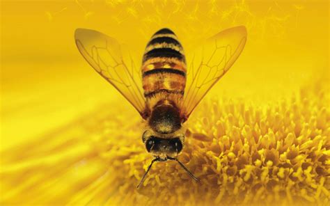 honey bee wallpapers wallpaper cave