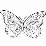 Butterfly Coloring Pages Printable Print Kids Birdwing Blue Karner Flower Cartoon Outline Goliath Color Butterflies Beautiful Printing sketch template