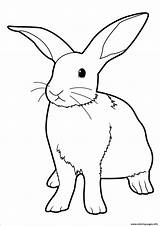 Coloring Rabbit Pages Easter Bunny Coloringbay sketch template