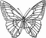 Farfalle Coloratutto Cartoni Visit Butterflies sketch template