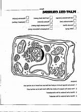Organelles sketch template