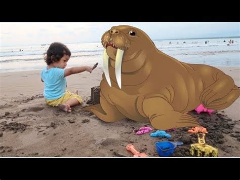 anjing laut lucu terbaru youtube