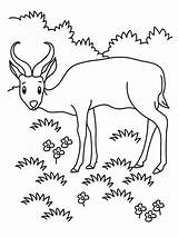Coloring Pages Grassland Animals Realistic Antelope Grasslands Printable Animal Getcolorings Ecosystem Popular Awesome Color Kids Coloringhome sketch template