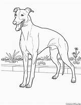 Doberman Coloring Pages Pinscher Getdrawings sketch template