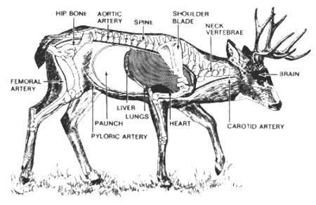 deer anatomy coolfishing