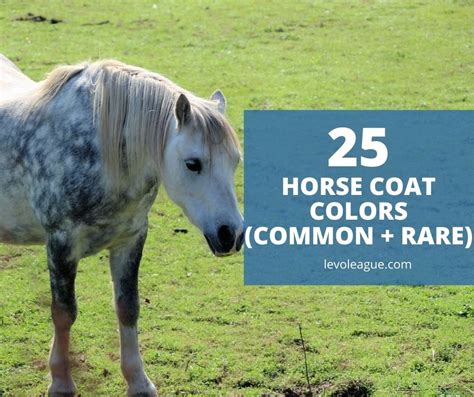 horse coat colors  names common rare levo league