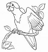 Parrot Coloring Flying Perroquet Pages Printable Kids Coloriage Dessin Color Colour Drawing Amazon Green Popular Colorier Getcolorings Getdrawings Dessiner Maternelle sketch template