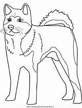 Akita Coloriage Cani Neiges Imprimer Animaux Stampare Designlooter Coloriages 720px 1kb sketch template