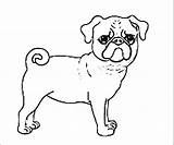 Pug Coloring Pages Pugs Puppy Baby Dog Print Tail Printable Cute Dogs Library Clipart Popular Sketch Collection Divyajanani sketch template