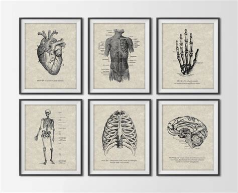 Vintage Anatomy Set Of 6 Art Prints Antique Human By Bysamantha