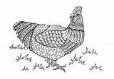 Adults Rooster Favecrafts Meowscles Mandala Zentangle Roosters Site sketch template