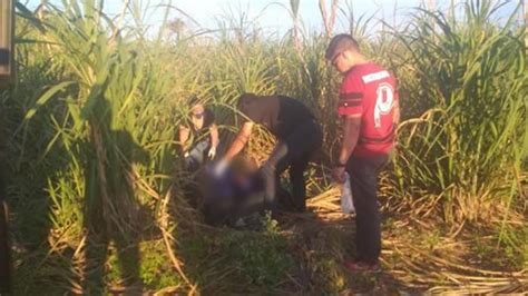 Jovem é Encontrado Morto Em Canavial Na Zona Rural De Londrina Tem