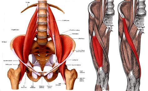 Some Reasons Why You Should Stop Stretching Your Hip Flexors