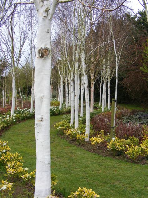 trees  ghostly white bark silver birches vicarage gardens