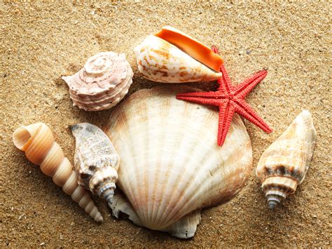 shells   paradise coast shelling  naples beach naples beach
