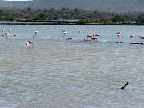 flamingos  curacao snorkeling  abc islands