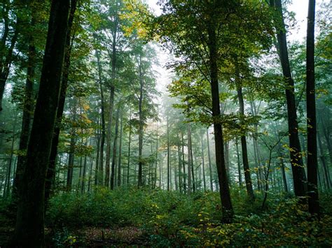 weer minder bos wablieft